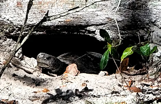 Florida Gopher Tortoise in it's burrow.