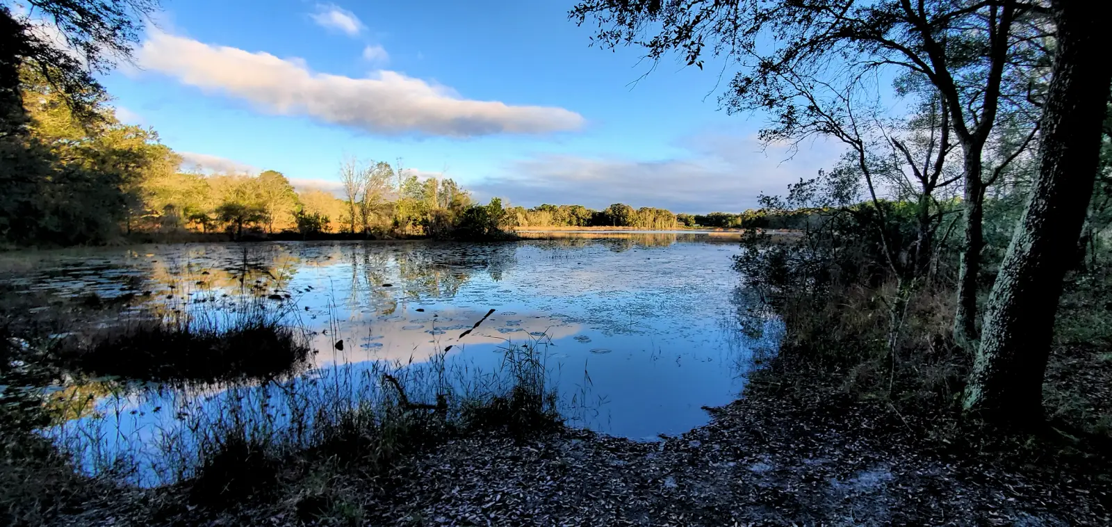 Flynn Lake in the Violet Cury Preserve