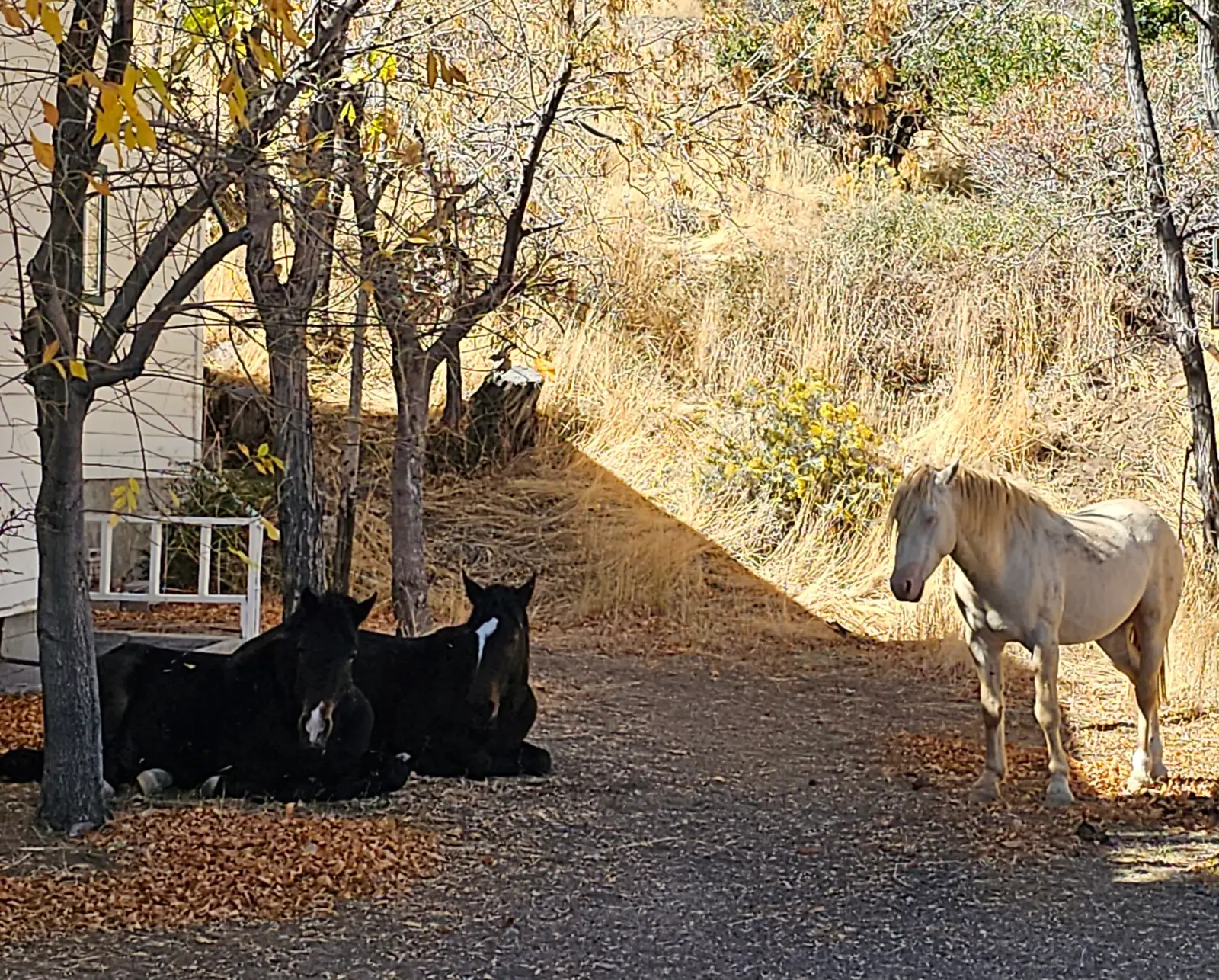 Wild horses wandering in the town