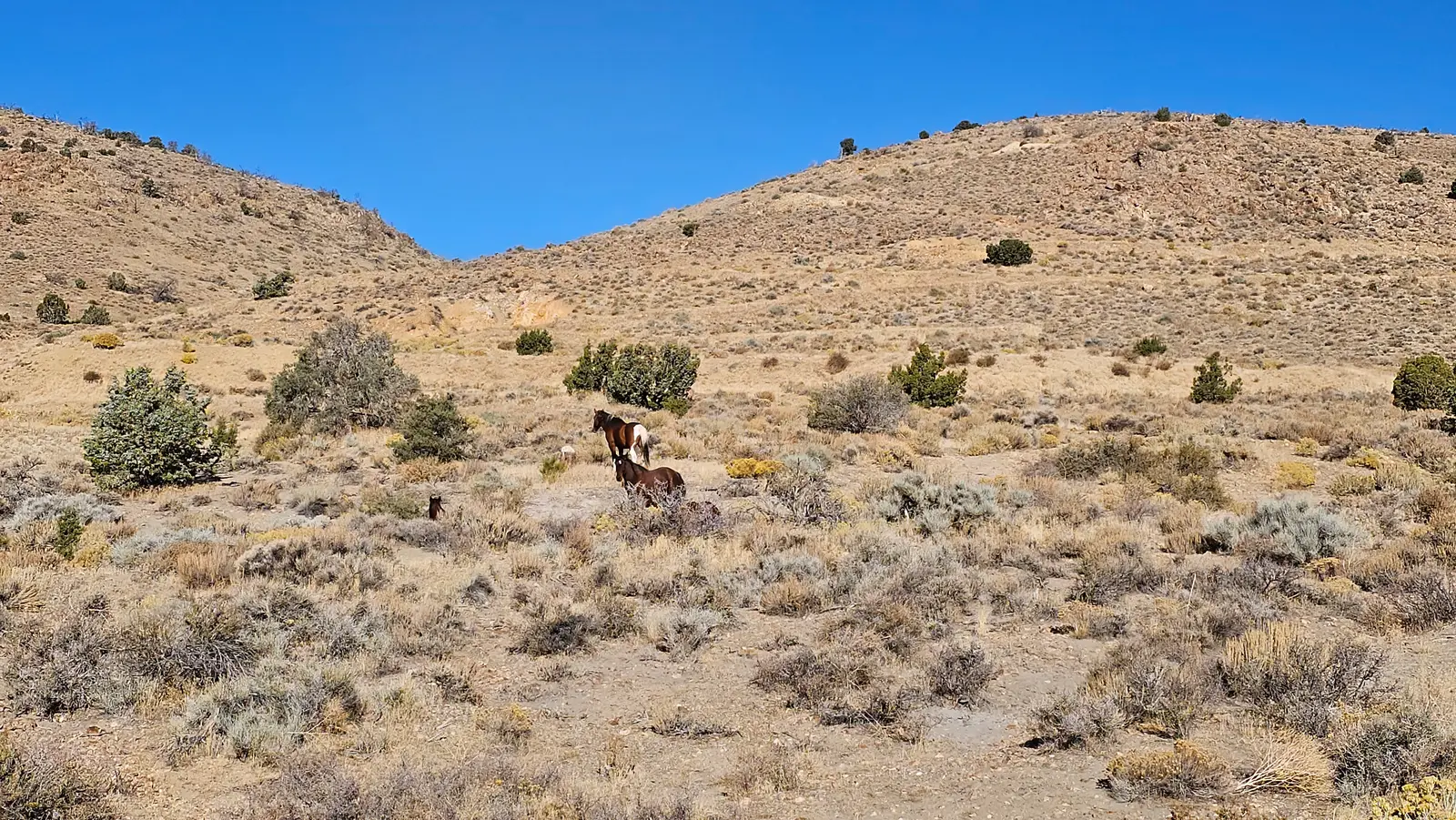 Wild horses in the hills near Virginia City