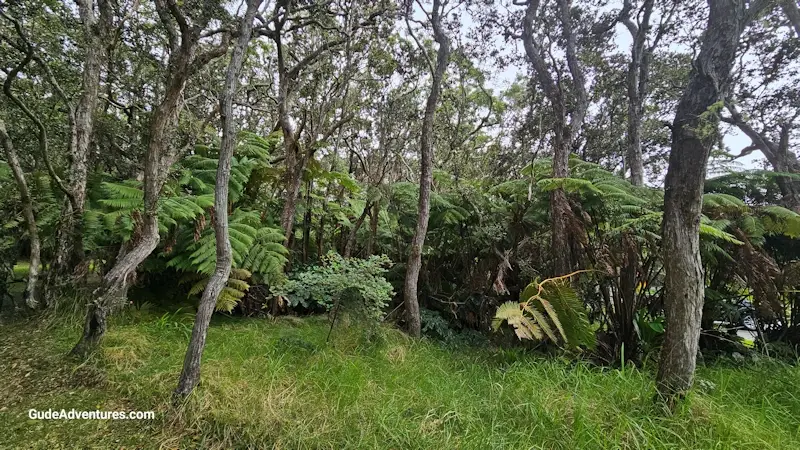 Fern trees