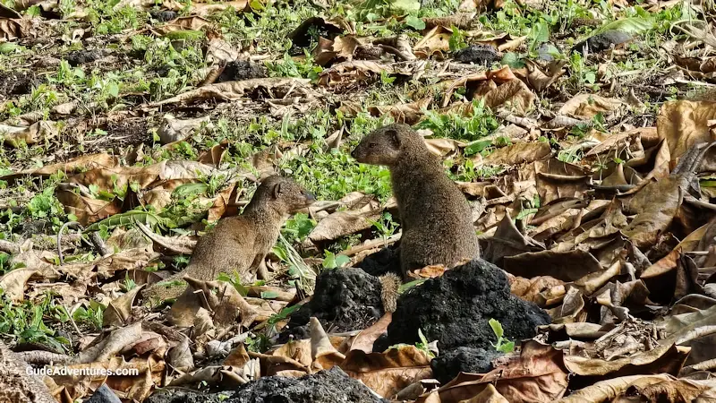 2Mongoose in the park