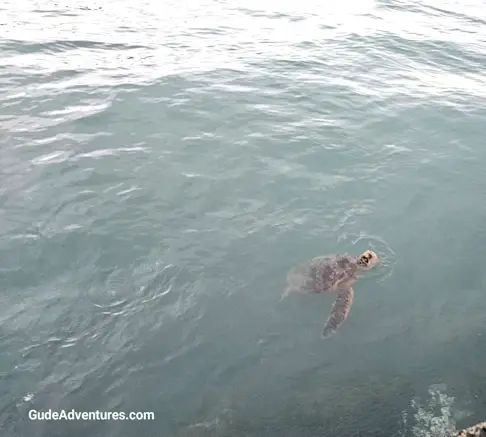 Sea turtle at the beach near Fort Derussy.