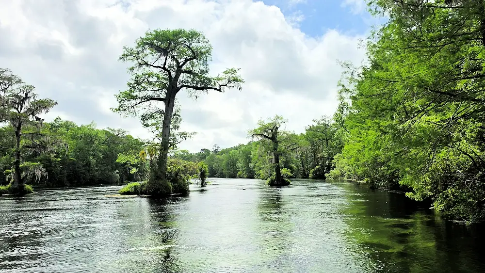 Cypress trees in the Wakulla River.