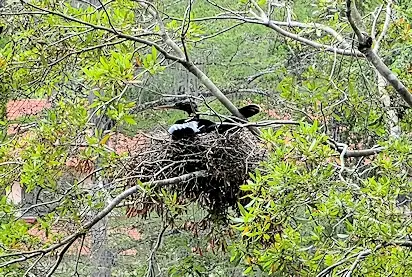 Bird nest along the river.