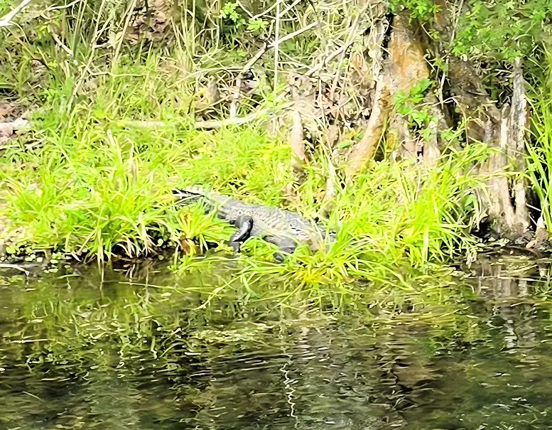 Alligator on the river bank of the Wakulla River.