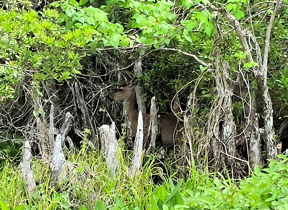 Deer on the river bank.