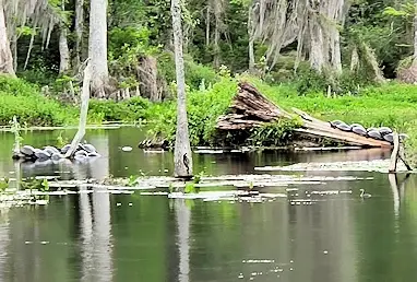 Lots of turtles in the Wakulla River.