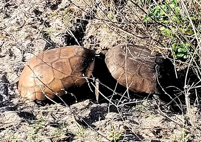 A pair of male Florida Gopher Turtles fighting over a nearby female