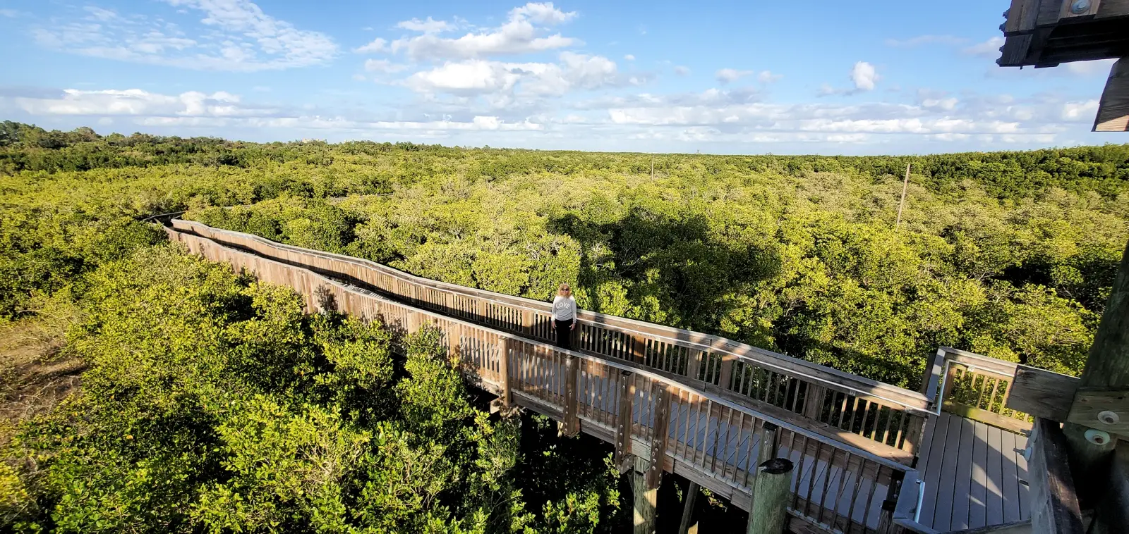 Tower Boardwalk at the Weedon Island Preserve