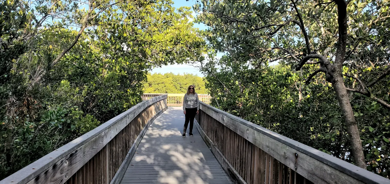 Bay Boardwalk through the Mangrove trees