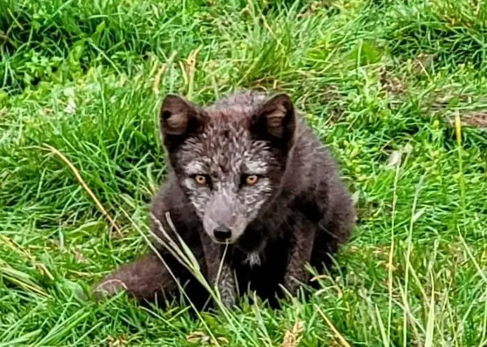 Arctic fox with summer coat near Onumdarfjord.