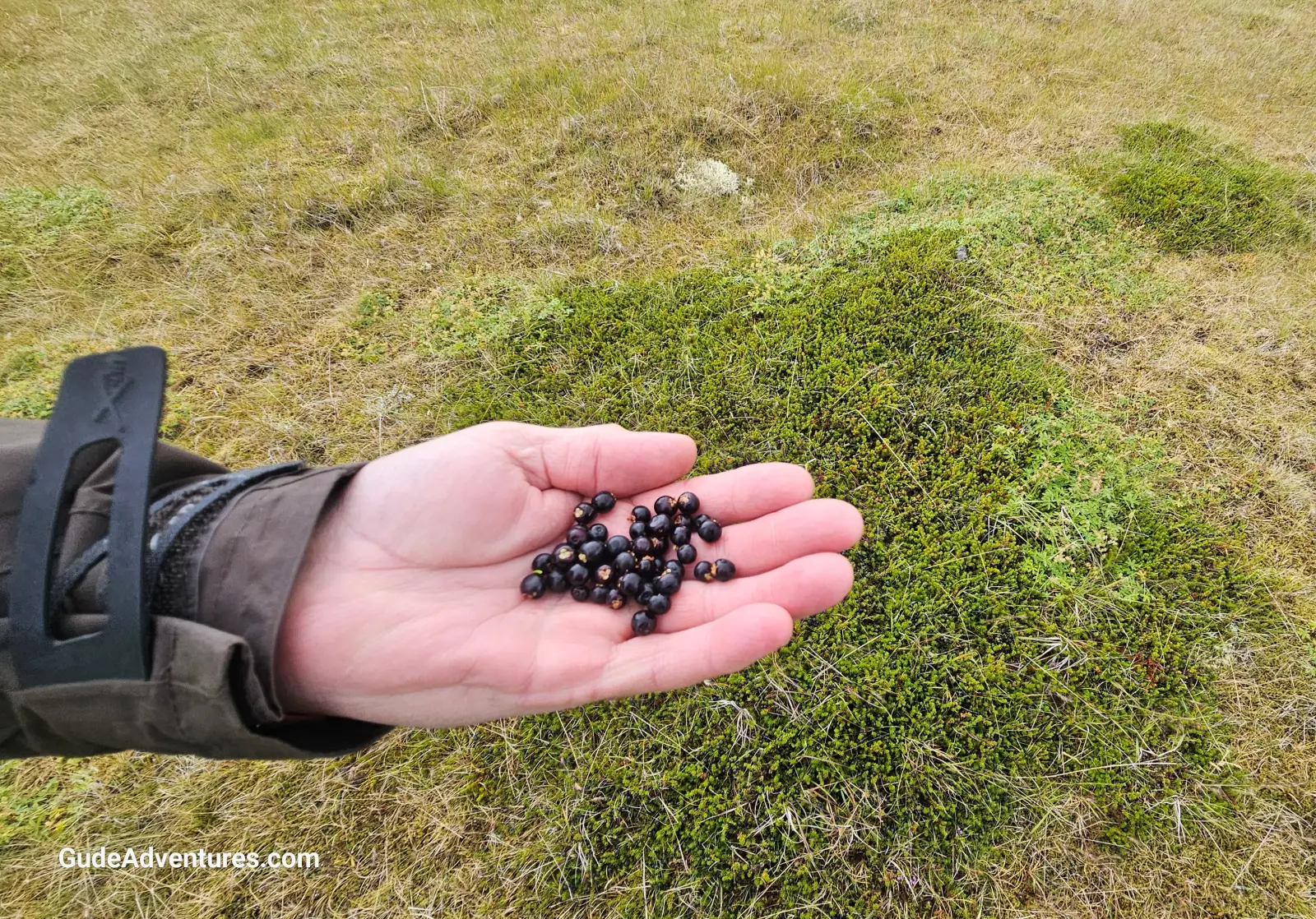 Picking wild berries near Dyrajord.