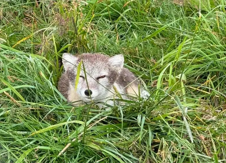 Arctic fox with winter coat near Onumdarfjord.