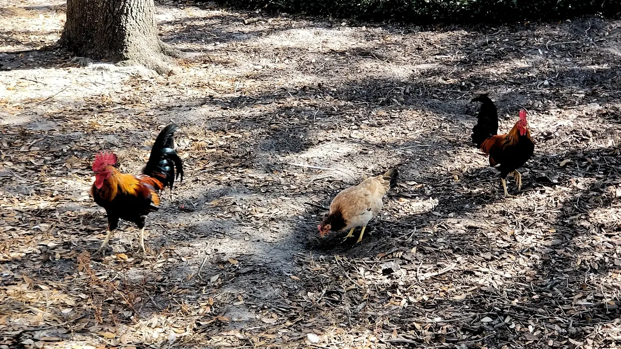 Ybor City's famous chickens