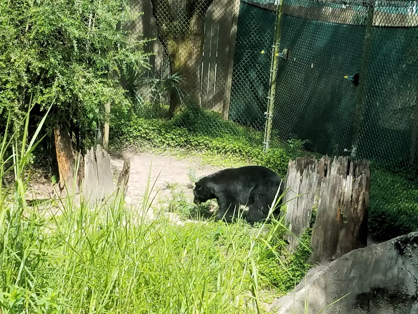Florida Black Bear in the Florida animal section of Zoo Tampa.