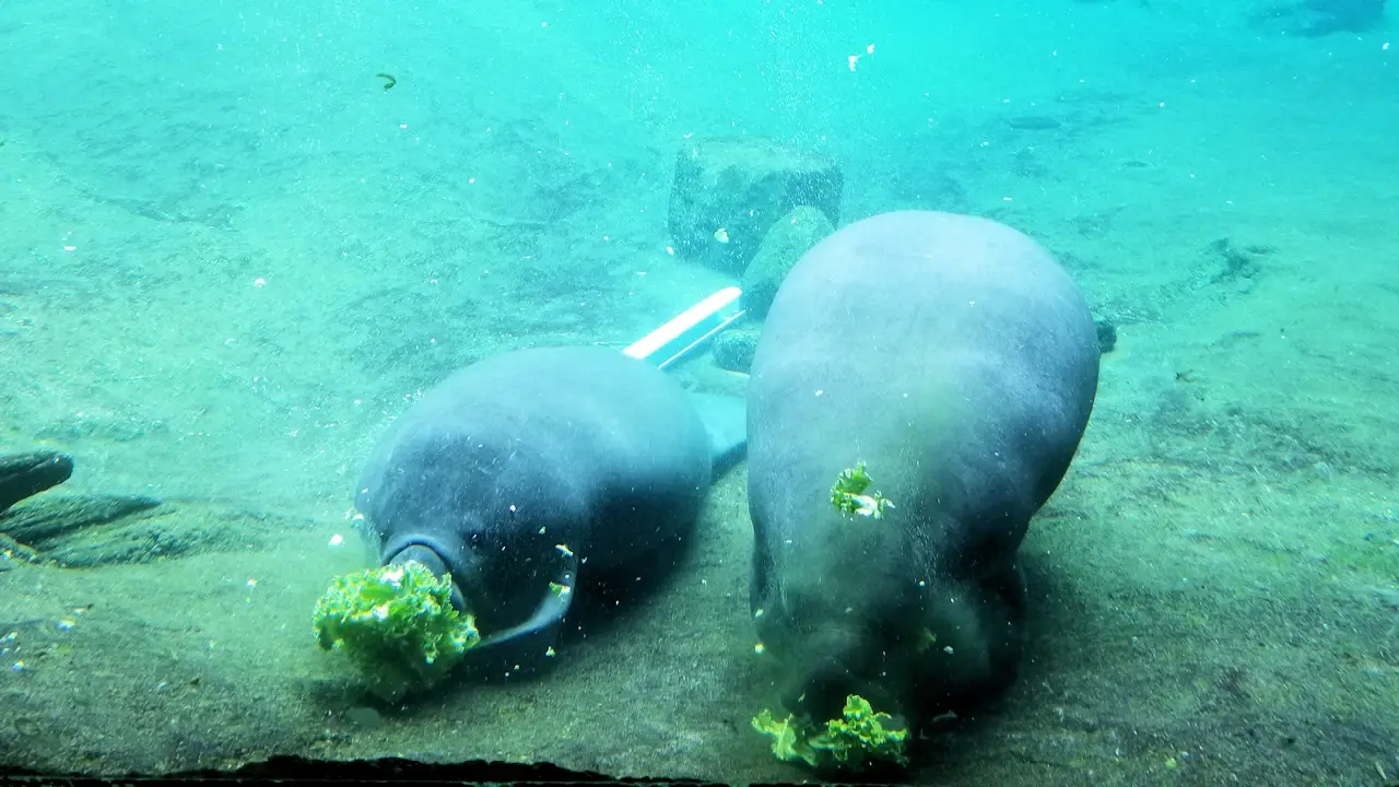 David A. Straz Jr. Manatee Critical Care Center at Zoo Tampa.