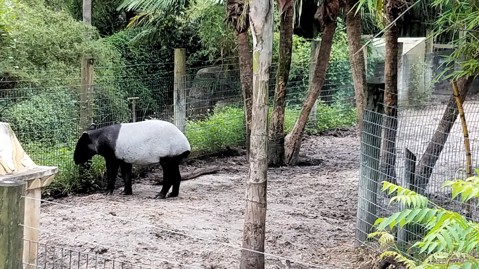 Tapir in the South American section of Zoo Tampa.