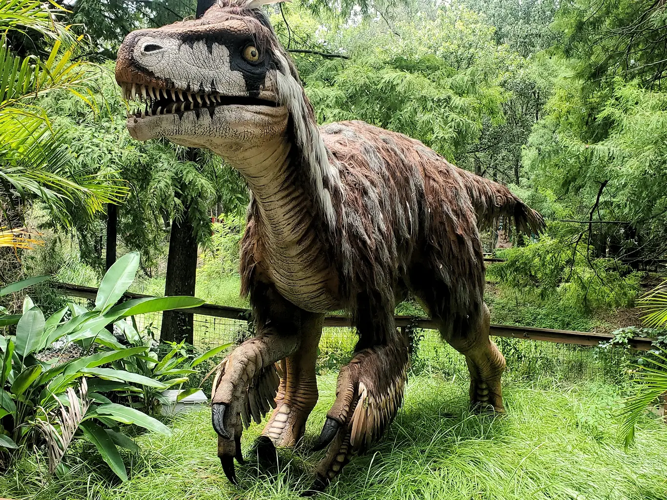 Tyrannosaurus Rex in the Dinos Unearthed limited time exhibit of 15 life-sized realistic and moving dinosaurs at Zoo Tampa.