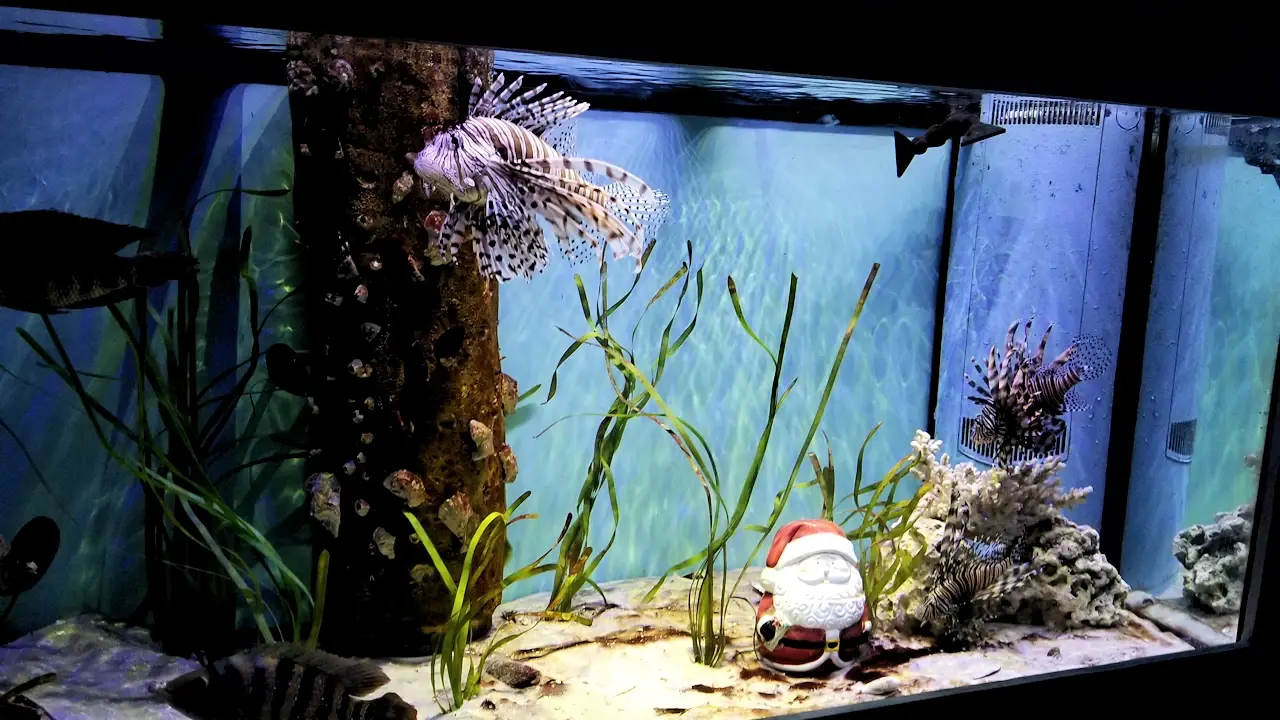 Aquarium exhibits in the manatee center at Zoo Tampa.