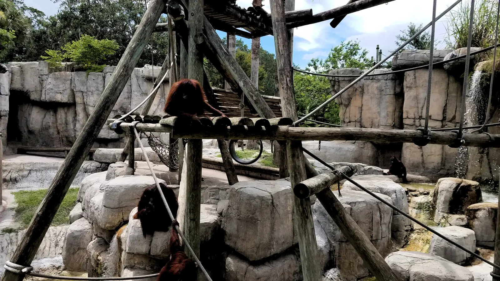 Orangutans in the Asian section of Zoo Tampa.